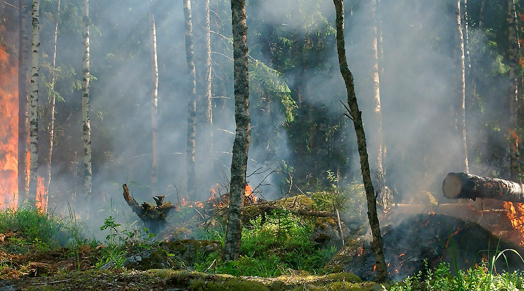 Climate crisis and action in the territory conference