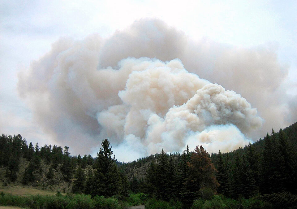 ITACA-UPV coordinates major European research project to improve sustainable forest management